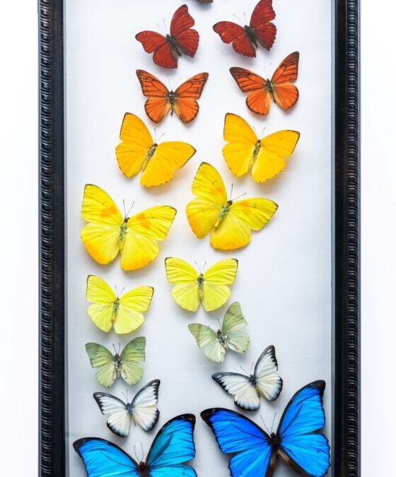 Rainbow butterflies by J. Mann